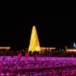 Зимовий Добропарк: святкова атмосфера та світлові інсталяції поблизу Києва