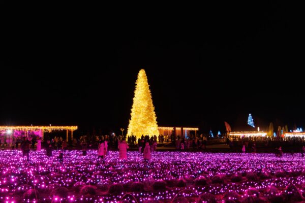 Зимовий Добропарк: святкова атмосфера та світлові інсталяції поблизу Києва