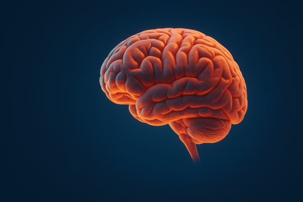 Чому в одних людей мозок працює швидко, а в інших — повільно: що довела сучасна наука