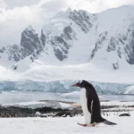 «Антарктида» Антона Птушкіна: український фільм про край світу і про нас самих