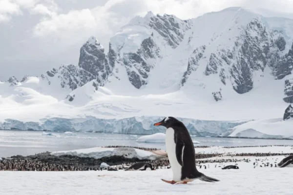«Антарктида» Антона Птушкіна: український фільм про край світу і про нас самих