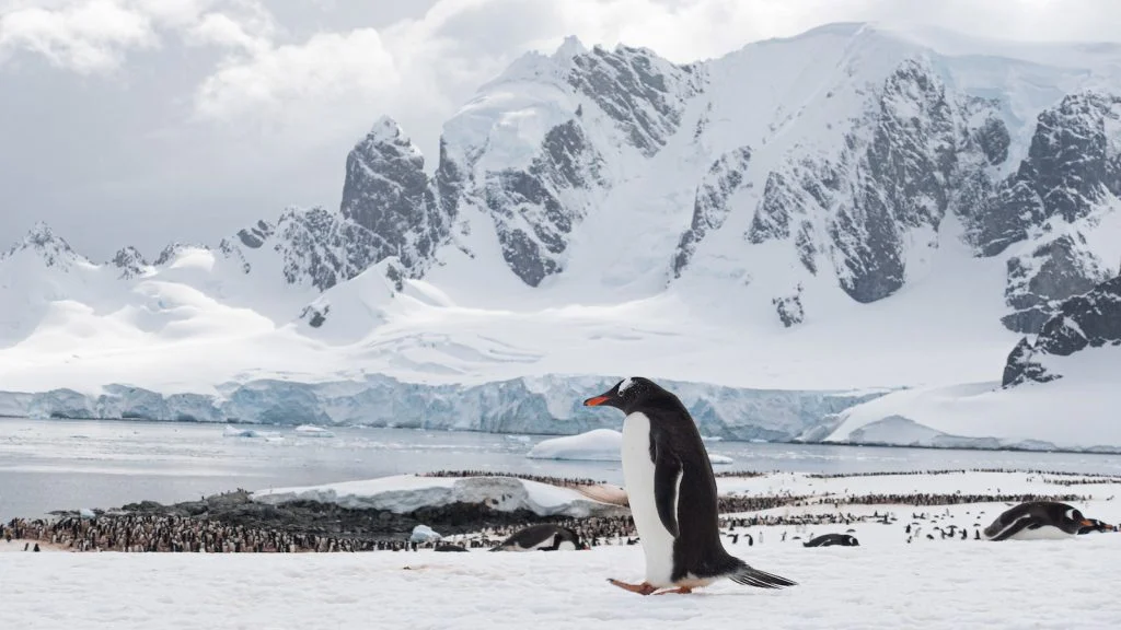 «Антарктида» Антона Птушкіна: український фільм про край світу і про нас самих